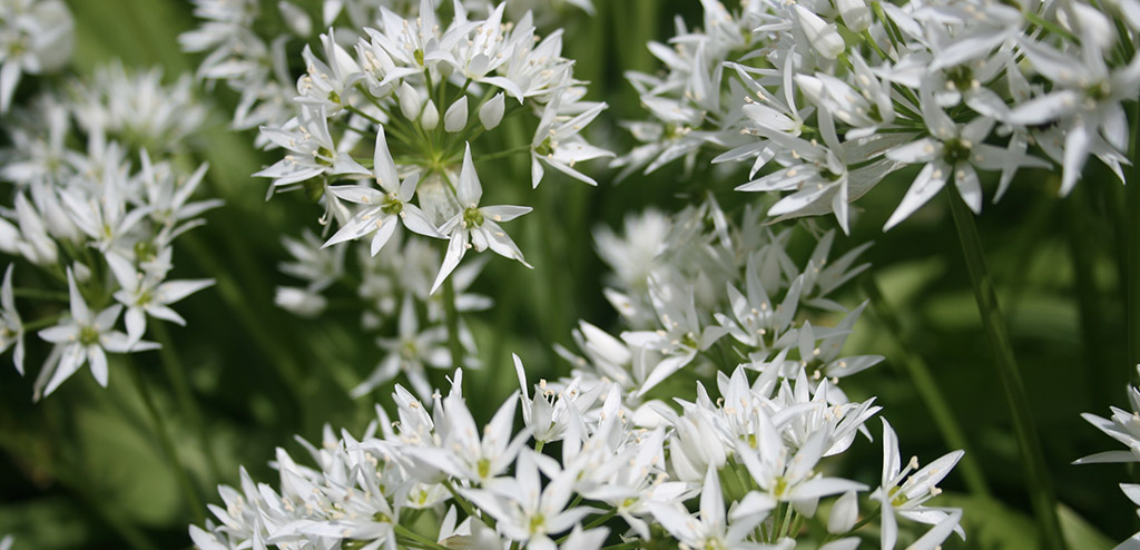 Ramsløg i blomst - sanketure 
