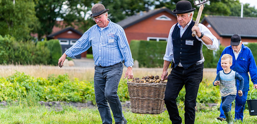 Kartoffelhøst med håndkraft - Hygum Hjemstavnsgård graver kartofler op til kartoffelfestival i Hovborg