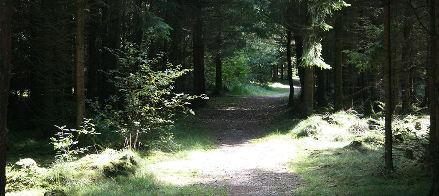 skovvej