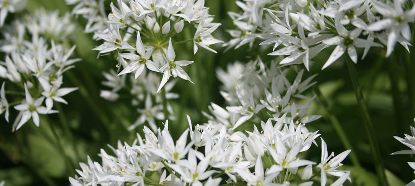 Ramsløg i blomst - sanketure 